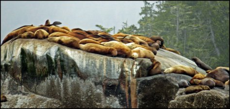 CullenSealsMay2018-IMG_9591_edited-1