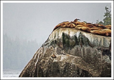 CullenSealsMay2018-IMG_9592_edited-1