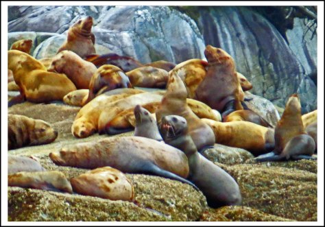 CullenSealsMay2018-IMG_9612_edited-1