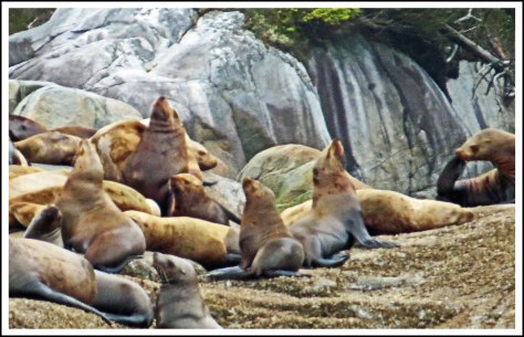 CullenSealsMayj2018-IMG_9610_edited-1