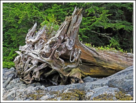 GrebeDriftwoodMay2018-IMG_9586_edited-1