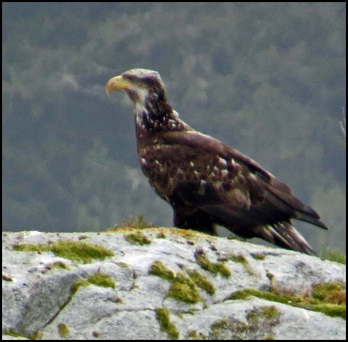 GrebeEagleMay2018-IMG_9576_edited-1