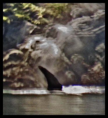 KillerWhaleMay2018-IMG_9523_edited-1