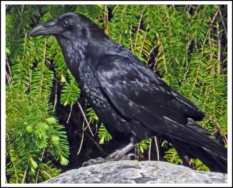 SquirrelCoveCrowMay2018-IMG_9079_edited-1