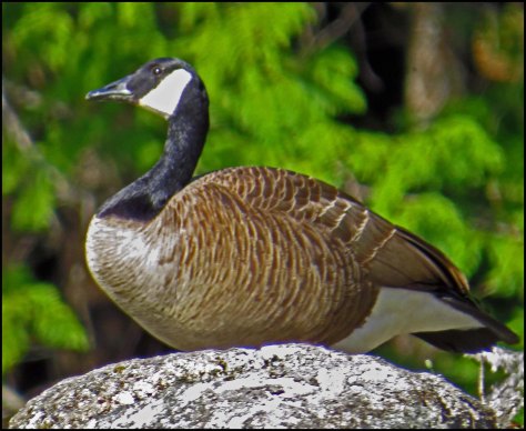 SquirrelCoveHonkerMay2018-IMG_9114_edited-1