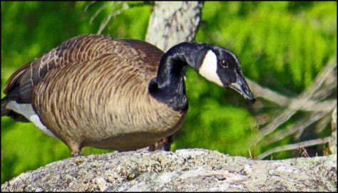 SquirrelCoveHonkerMay2018-IMG_9123_edited-1