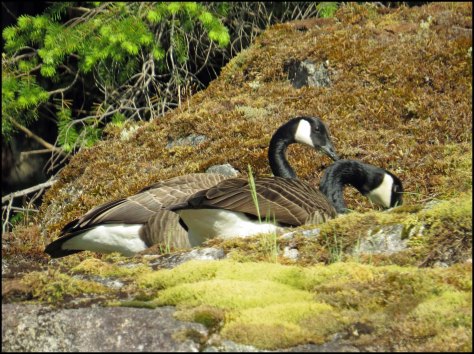 SquirrelCoveHonkersMay2018-IMG_9135_edited-1