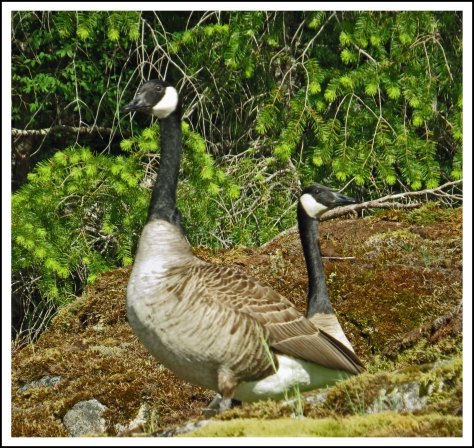 SquirrelCoveHonkersMay2018-IMG_9144_edited-1