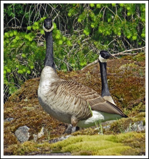 SquirrelCoveHonkersMay2018-IMG_9147_edited-3