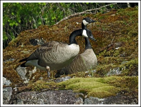 SquirrelCoveHonkersMay2018-IMG_9154_edited-1