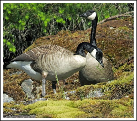 SquirrelCoveHonkersMay2018-IMG_9235_edited-1