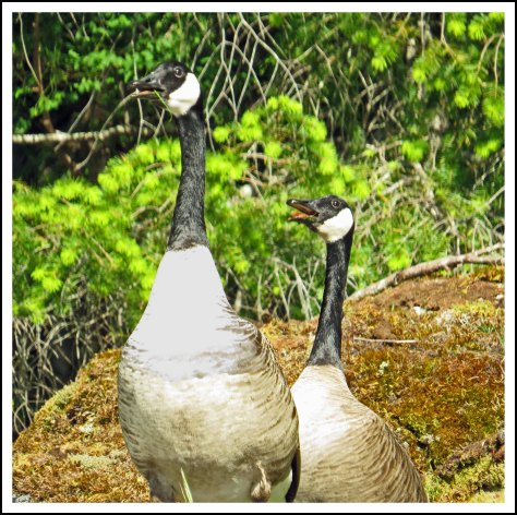 SquirrelCoveHonkersMay2018-IMG_9239_edited-1