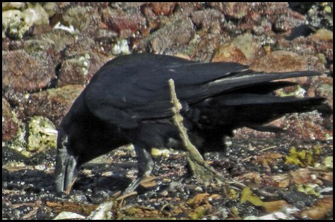 SquirrelCoveRaven-May2018IMG_9046_edited-1