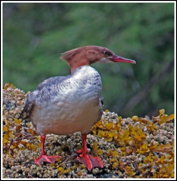 BigFryPanMerganserMay2018-IMG_0916_edited-1