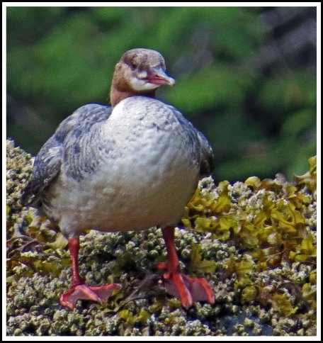 BigFryPanMerganserMay2018-IMG_0934_edited-1