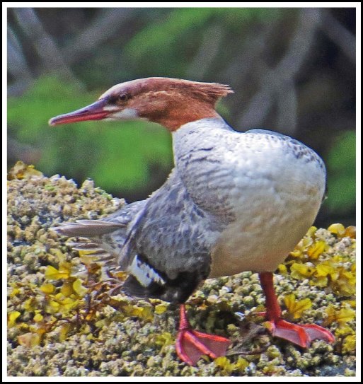 BigFryPanMerganserMay2018-IMG_0973_edited-1