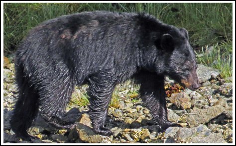 BoatCoveBearJun2018-IMG_4068_edited-1