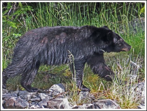 BoatCoveBearJun2018-IMG_4077_edited-1