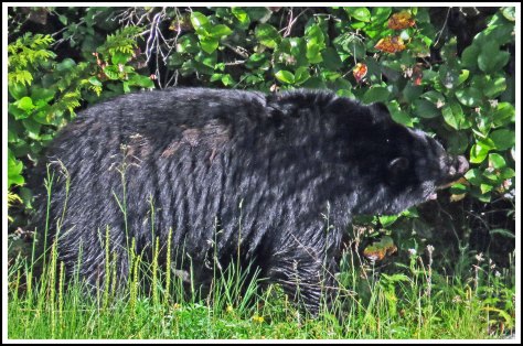 BoatCoveBearJun2018-IMG_4090_edited-1