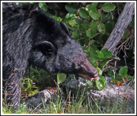 BoatCoveBearJun2018-IMG_4099_edited-1