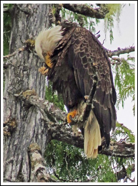 BoatCoveEagleJun2018-10-IMG_3996_edited-1