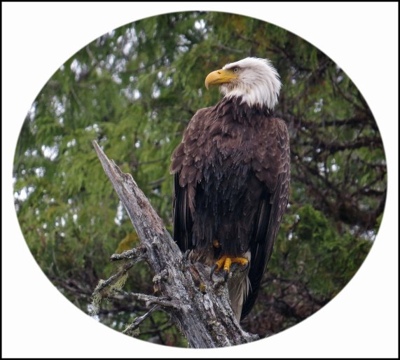 BoatCoveEagleJun2018-6