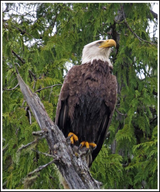 BoatCoveEagleJun2018-8-IMG_3975_edited-1