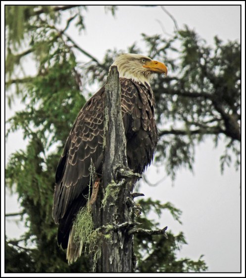 BoatCoveEagleJun2018-IMG_3990_edited-1