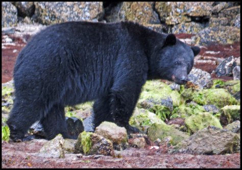 BookerBearMay2018-IMG_0010_edited-1