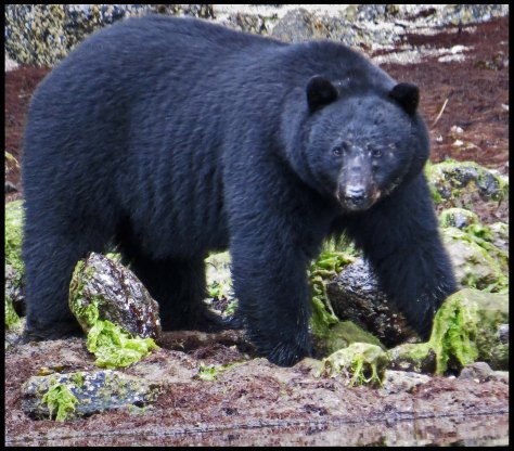 BookerBearMay2018-IMG_0025_edited-1