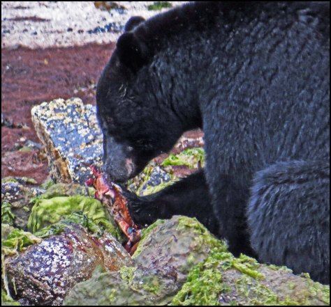 BookerBearMay2018-IMG_0040_edited-1