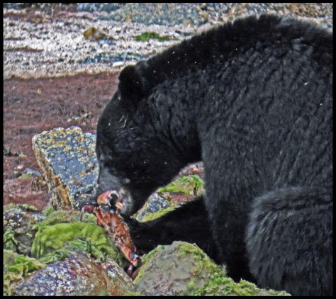 BookerBearMay2018-IMG_0041_edited-1