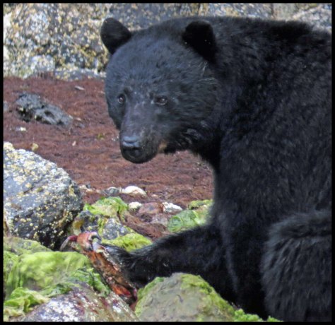 BookerBearMay2018-IMG_0050_edited-1