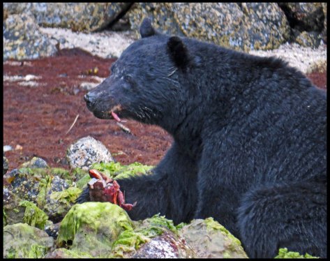 BookerBearMay2018-IMG_0062_edited-1