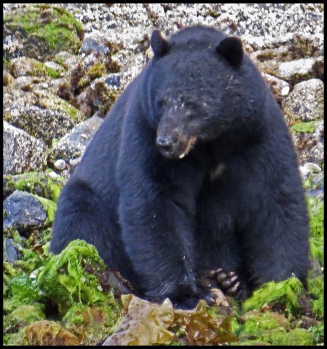 BookerBearMay2018-IMG_0103_edited-1