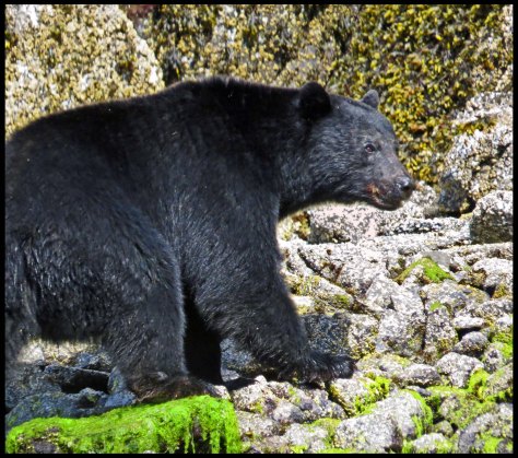 BookerBearMay2018-IMG_0235_edited-1