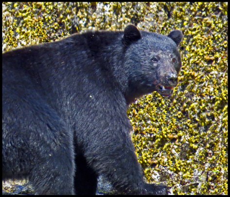 BookerBearMay2018-IMG_0237_edited-1