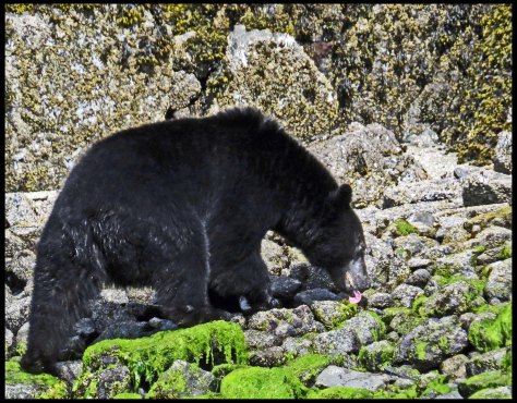 BookerBearMay2018-IMG_0242_edited-1