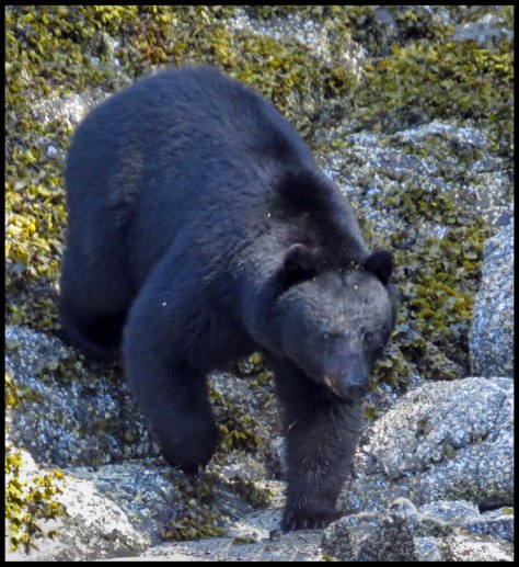 BookerBearMay2018-IMG_0319_edited-2