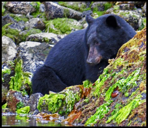 BookerBearMay2018-IMG_0530_edited-2