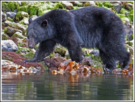 BookerBearMay2018-IMG_0553_edited-1