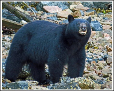 BookerBearMay2018-IMG_9874_edited-1