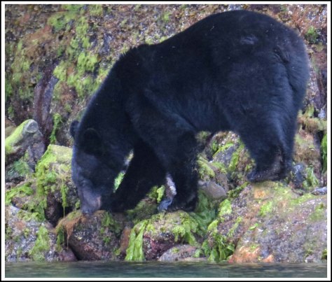 BookerBearMay2018IMG_0577_edited-1