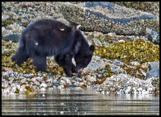 BookerBearsMay2018-IMG_9702_edited-1