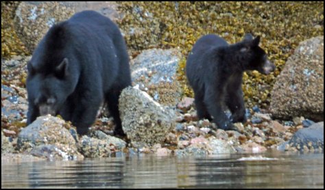 BookerBearsMay2018-IMG_9718_edited-1