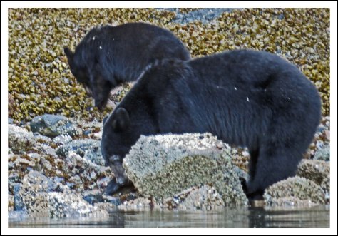 BookerBearsMay2018-IMG_9738_edited-1