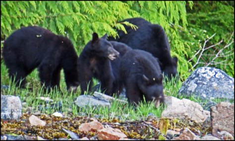 BookerBearsMay2018-IMG_9786_edited-1