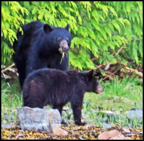 BookerBearsMay2018-IMG_9805_edited-1