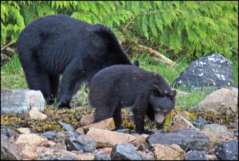 BookerBearsMay2018-IMG_9823_edited-1