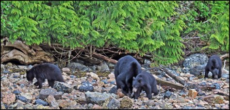 BookerBearsMay2018-IMG_9862_edited-1